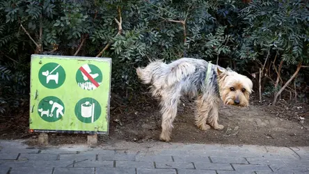 caca de perro, mier….. de dueño.