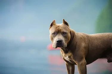 Perros Potencialmente Peligrosos ---  EN CIUDAD: SIEMPRE ATADOS Y CON BOZAL.